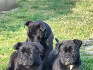 Cane Corso cani Cucciole cane corso - Annuncio 1