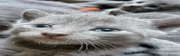 Certosino gatti in vendita: Cuccioli di Certosino con pedigree Anfi - Annuncio 8