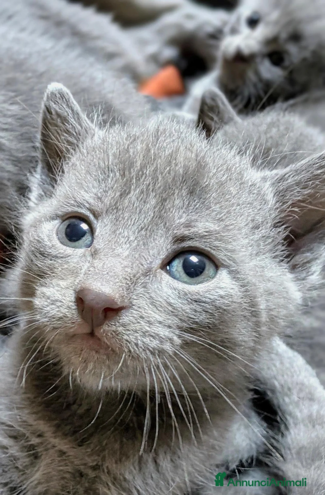 Certosino gatti in vendita: Cuccioli di Certosino con pedigree Anfi - Annuncio 8