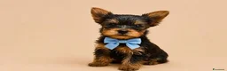 Yorkshire cani in vendita: Adorabili Cuccioli di Yorkshire terrier M/F - Annuncio 6