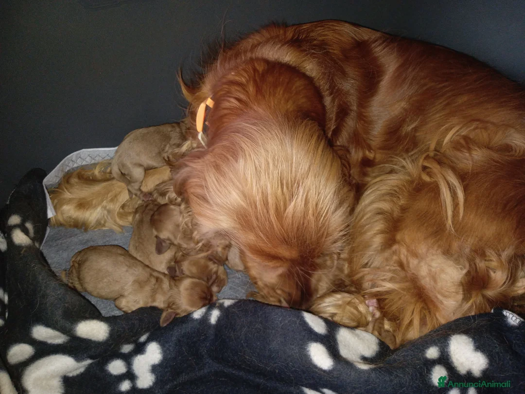 Cocker cani in vendita: Cocker inglese  - Annuncio 5