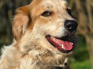 Meticcio cani MIKY PERCHE' NESSUNO MI VUOLE? - Annuncio 3