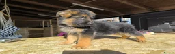 Pastore Tedesco cani in vendita: CUCCIOLI D PASTORE TEDESCO - Annuncio 1