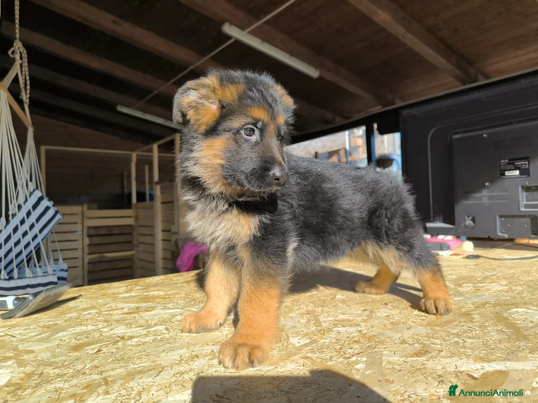 Pastore Tedesco cani in vendita: CUCCIOLI D PASTORE TEDESCO - Annuncio 1