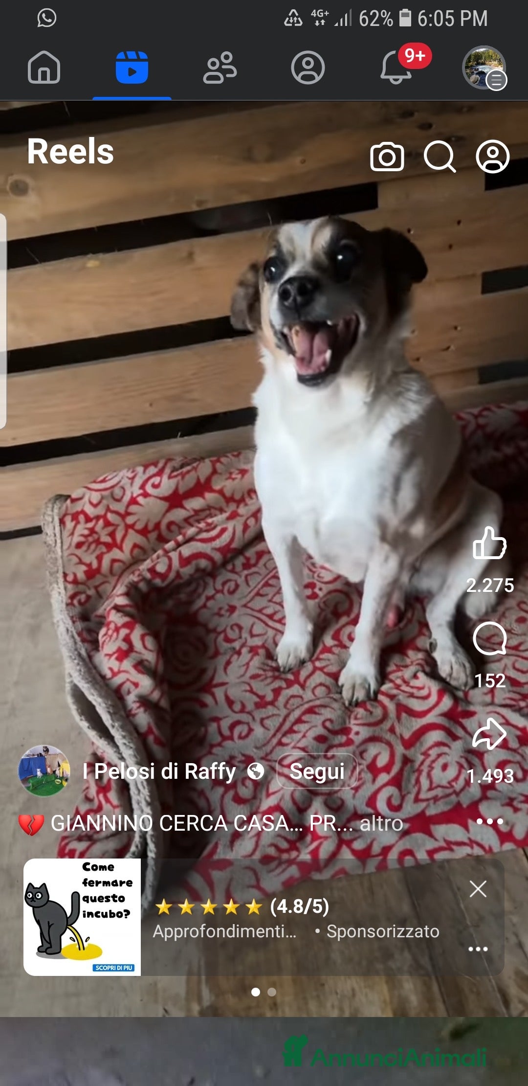 Meticcio cani in regalo: GIANNINO CERCA CASA… PRIMA CHE SIA TROPPO TARDI 💔 - Annuncio 2