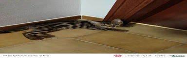 Bengala 3