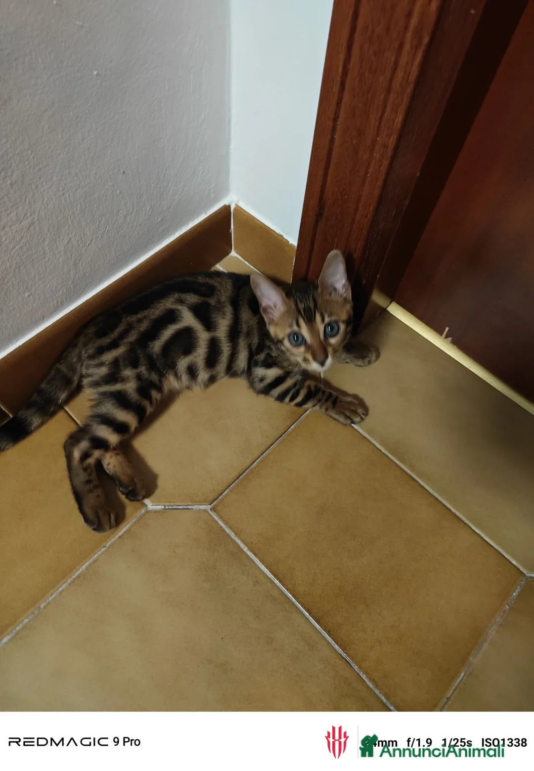 Bengala gatti in vendita: Bengala  - Annuncio 12