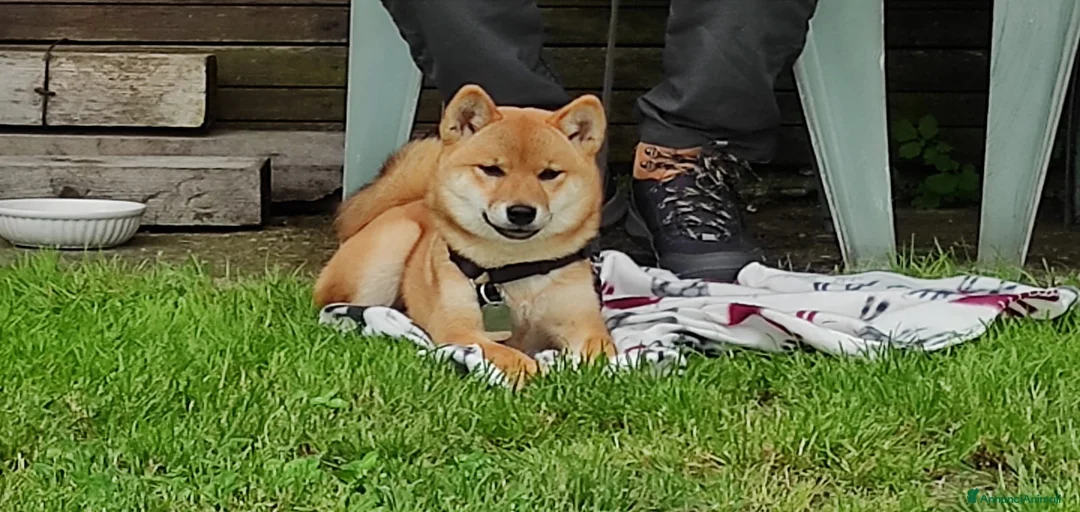 Immagine della galleria {{count}}