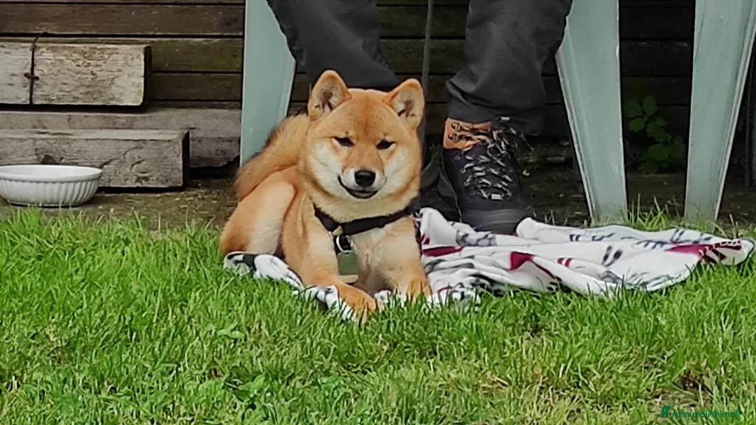 Immagine della galleria {{count}}