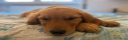 Golden Retriever cani in vendita: Golden Retriever 100% linea americana  - Annuncio 3