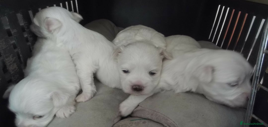 Immagine della galleria {{count}}