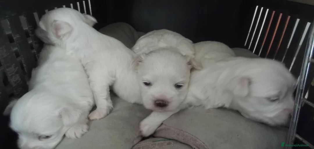 Immagine della galleria {{count}}