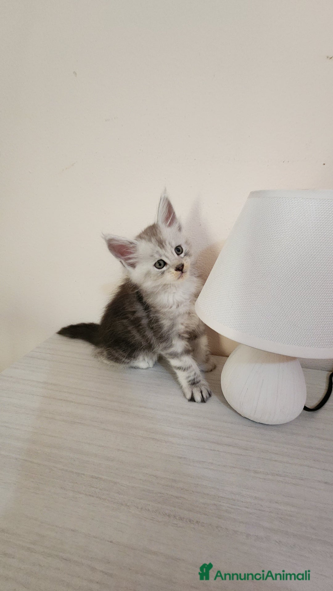 Maine Coon gatti in vendita: Cuccioli mainecoon - Annuncio 1