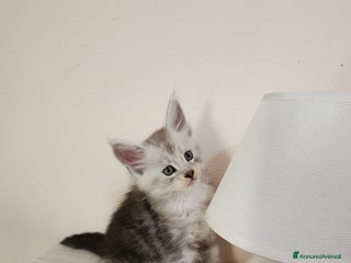 Maine Coon gatti Cuccioli mainecoon - Annuncio 13