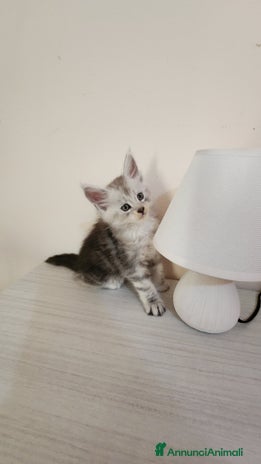 Maine Coon gatti Cuccioli mainecoon - Annuncio 12