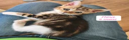 Altre razze gatti in regalo: Gattini destinati alla colonia  a Provincia di Ferrara - Annuncio 4