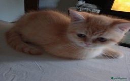Scottish gatti in vendita: Gattini Scottish Straight  a Provincia di Modena - Immagine 3