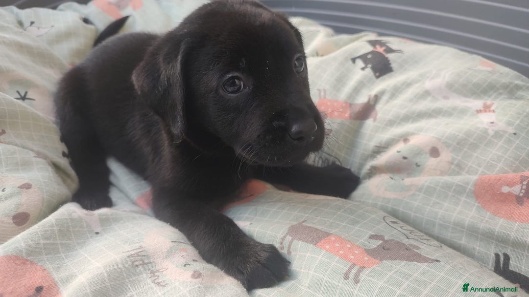Labrador cani in vendita: Cuccioli Labrador Retriever - Annuncio 9