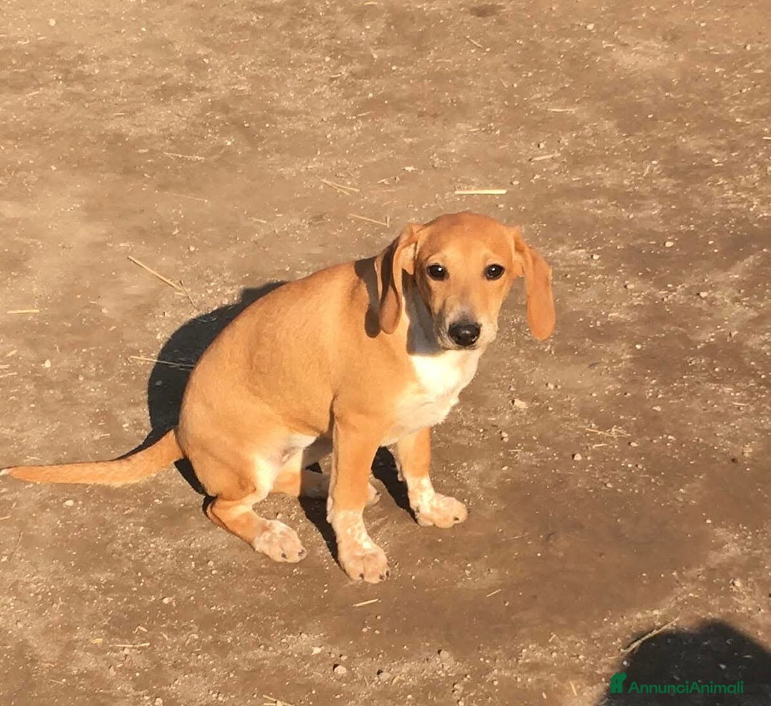 Segugio dell'Appennino cani in regalo: MUSA mix segugetta taglia medio piccola - Annuncio 12