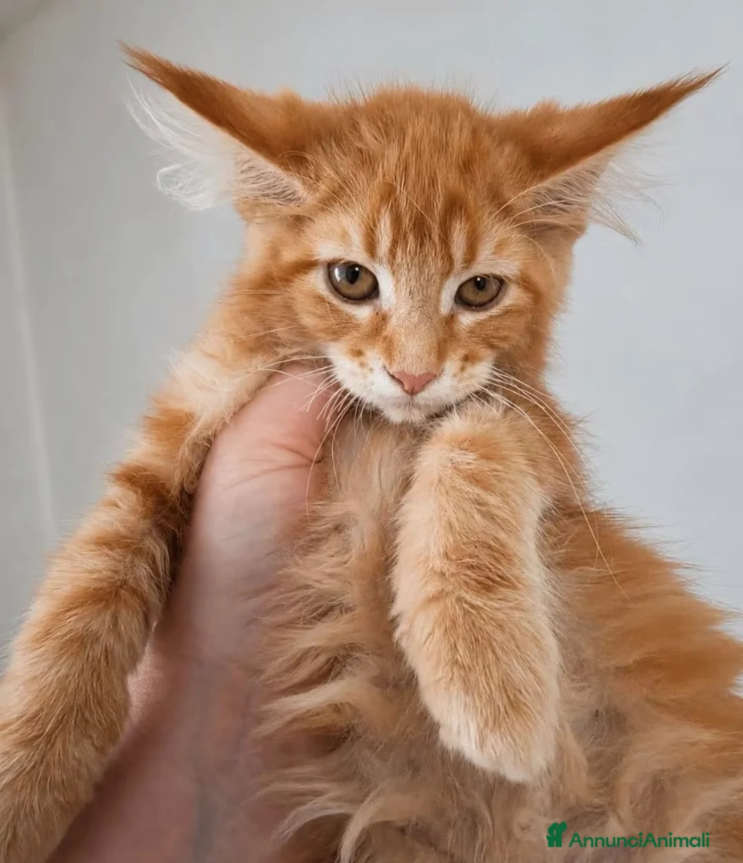 Maine Coon gatti in vendita: Cuccioli di maine coon rossi, neri, marroni  - Annuncio 2