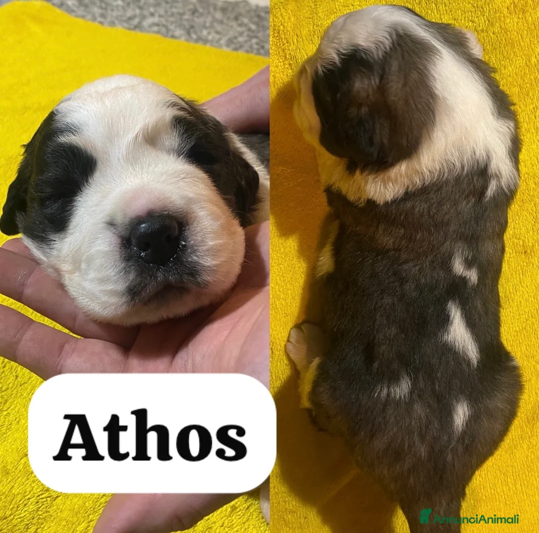 San Bernardo cani in vendita: Cuccioli di San Bernardo - Annuncio 2