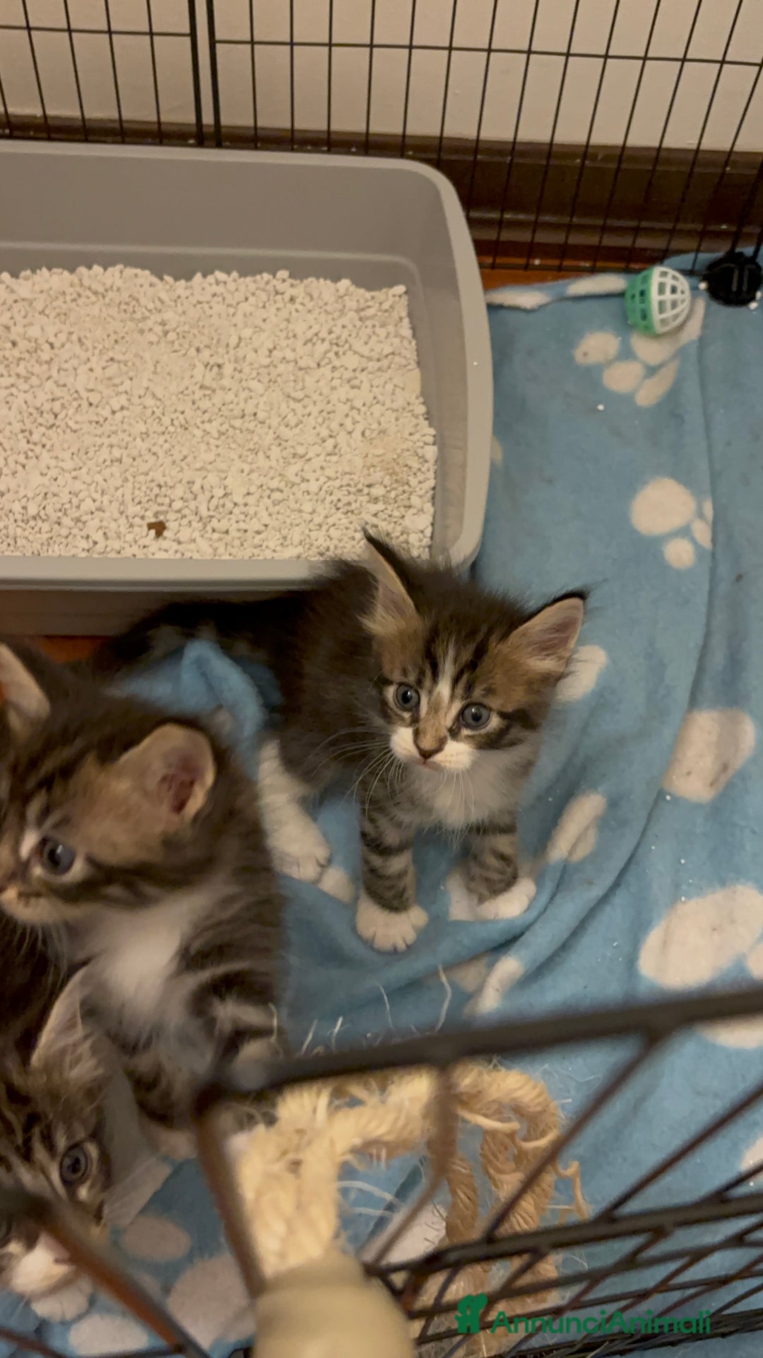 Maine Coon gatti in vendita: Cuccioli di Maine coon a Provincia di Mantova - Immagine 7