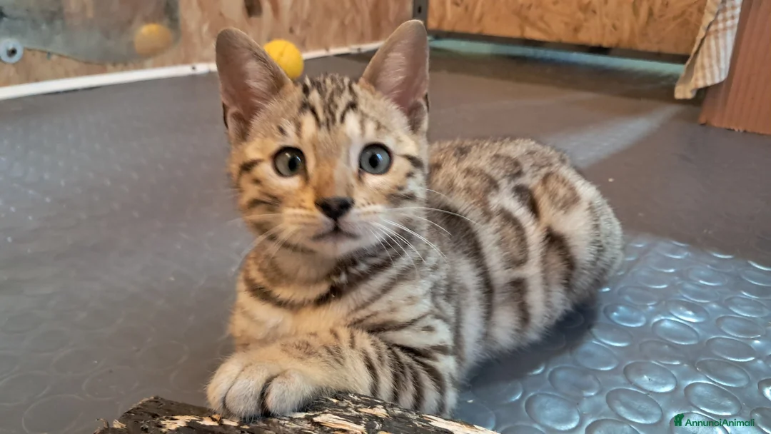 Bengala gatti in vendita: Cuccioli bengala con pedegree a Provincia di Parma - Annuncio 1