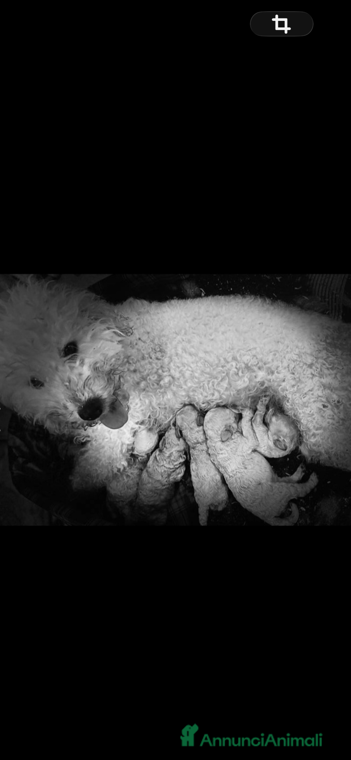 Barboncino cani Cuccioli barboncino  - Annuncio 1