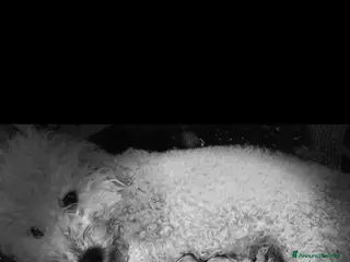 Barboncino cani Cuccioli barboncino - Annuncio 1