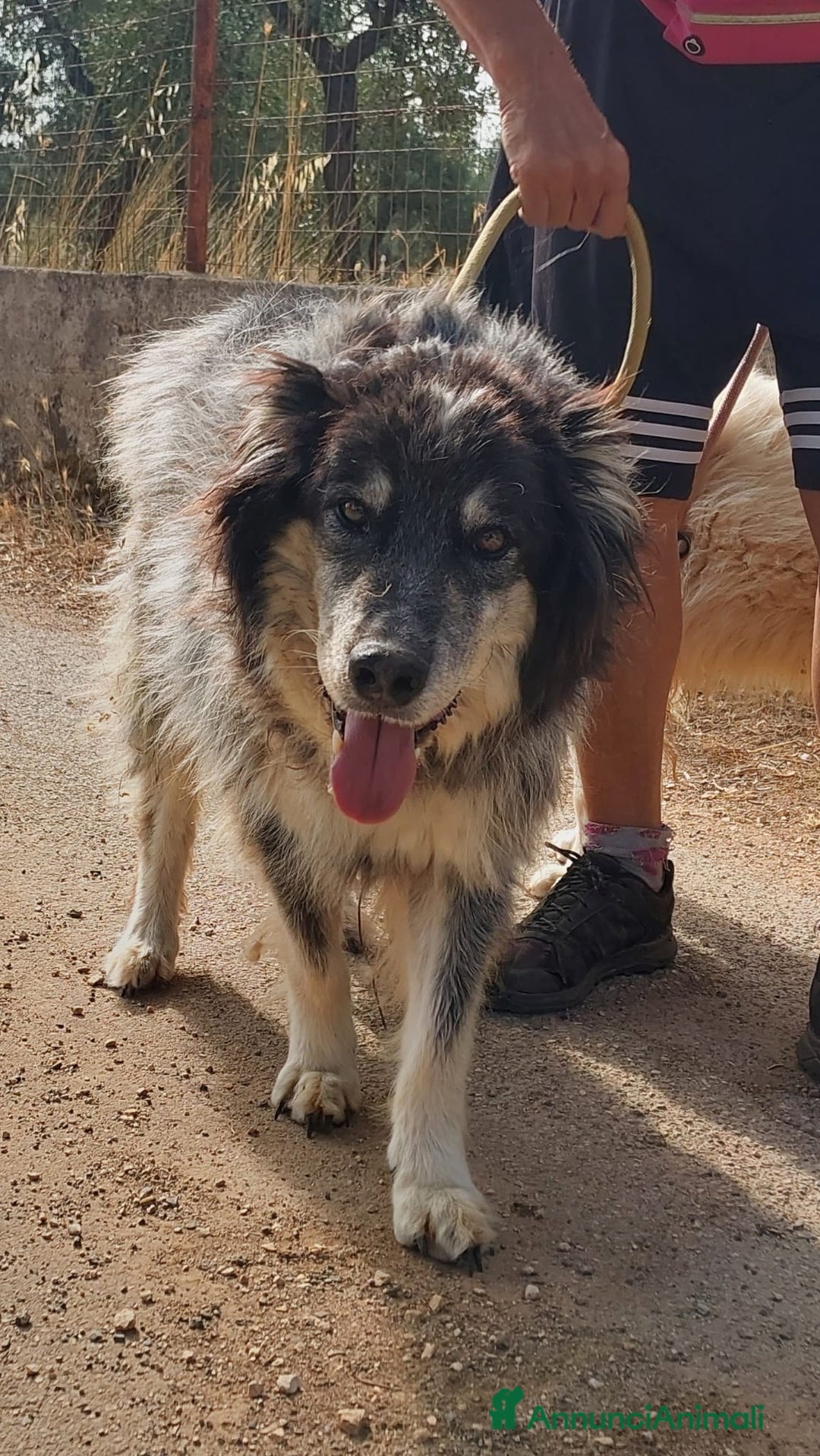Meticcio cani in regalo: Nonno Nando Cerca Famiglia. Info Monica 3890238584 - Annuncio 10