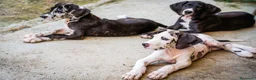 Alano cani in vendita: CUCCIOLI DI ALANO PRONTI - Annuncio 1