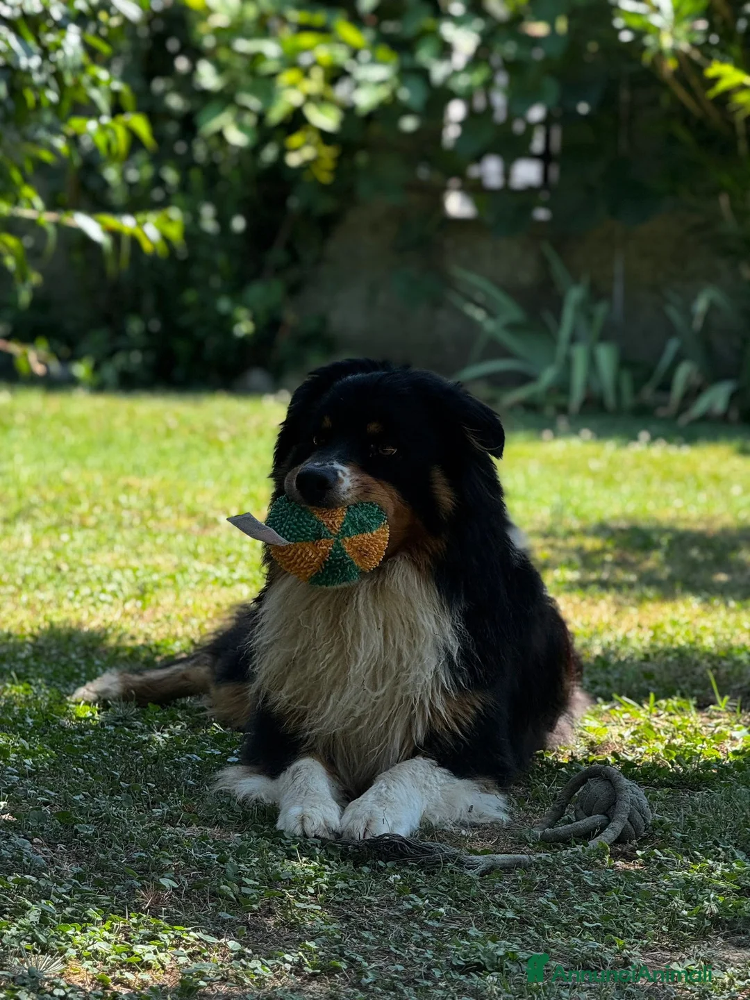 Australian Shepherd cani in vendita: Cucciola  casalinga  a Provincia di Bergamo - Annuncio 23