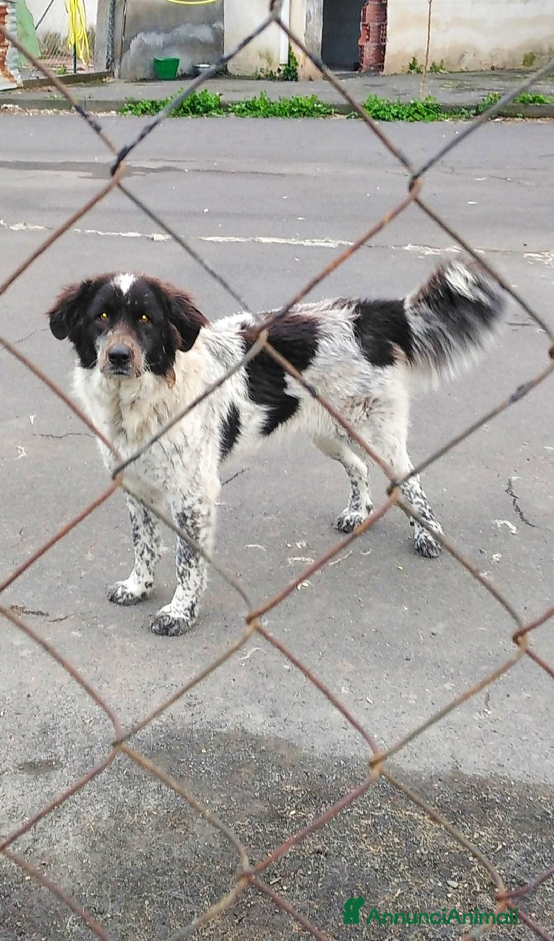 Meticcio cani in regalo: Cagnoline in Adozione  - Annuncio 4