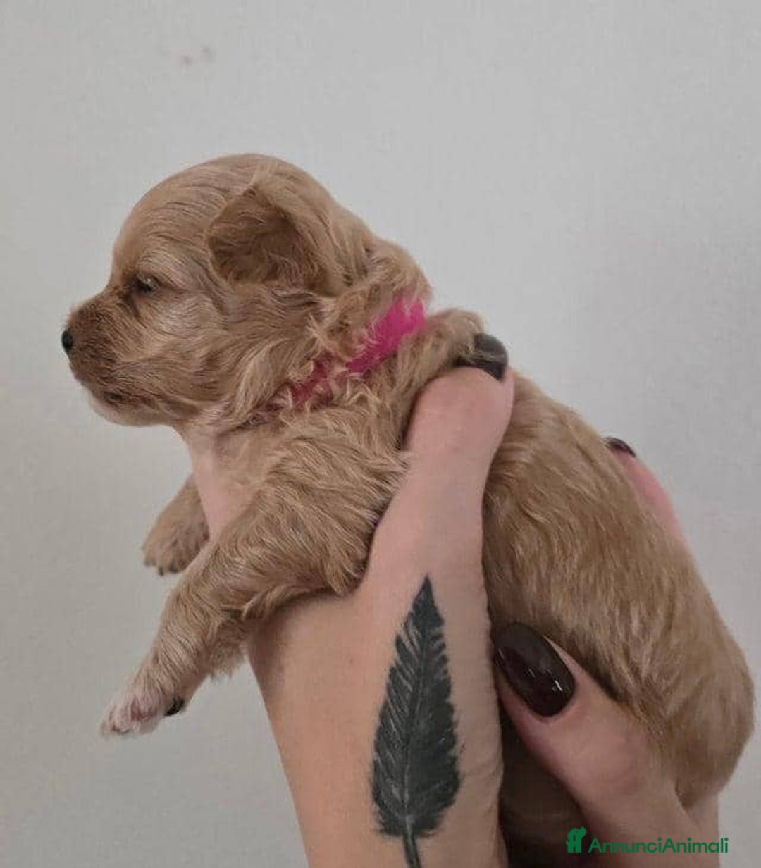 Meticcio cani in vendita: Cuccioli di Maltipoo F1 (2f) - Annuncio 8