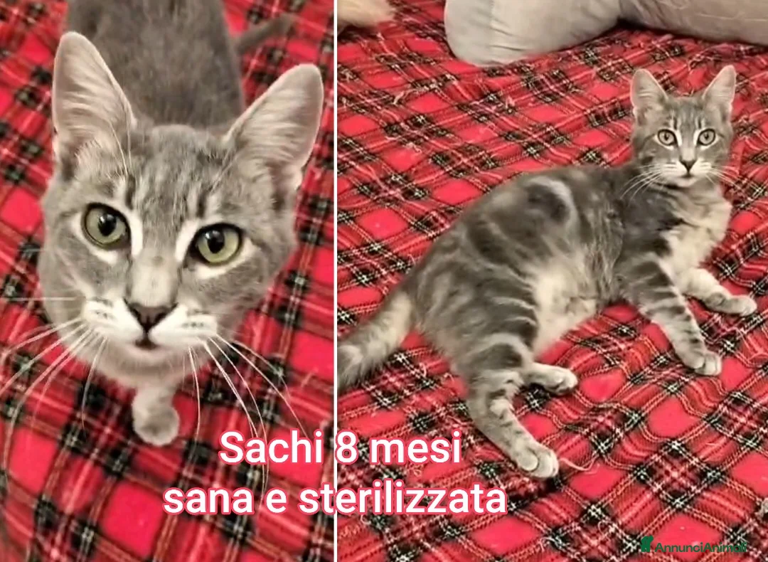 Altre razze gatti in regalo: URGENTI ADOZIONI X QUESTI GATTINI  a Città Metropolitana di Bologna - Annuncio 4