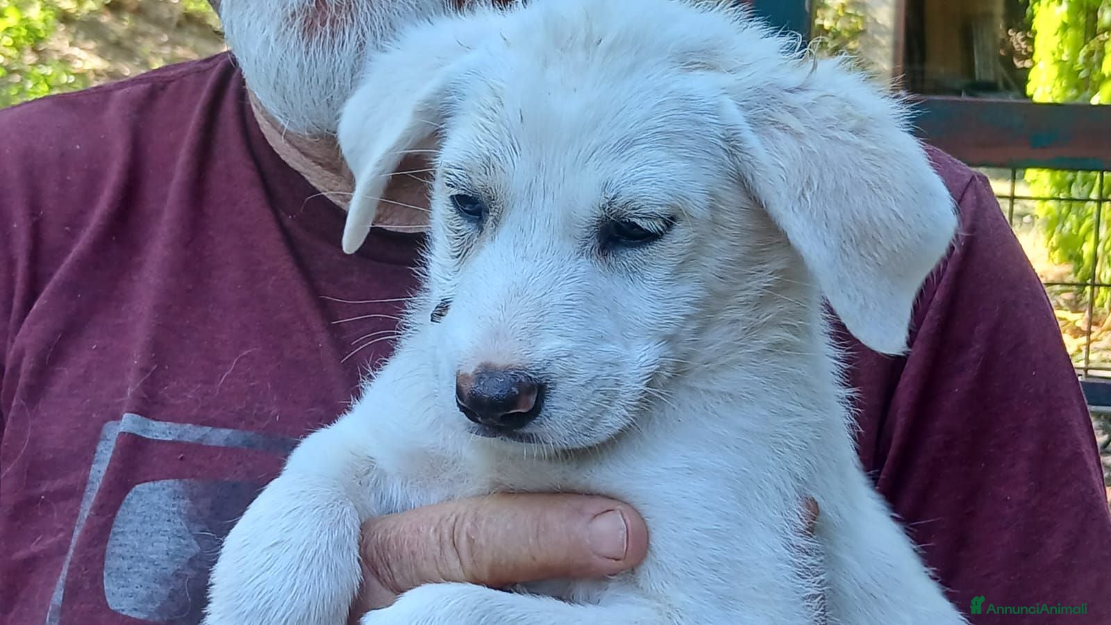 Meticcio cani LA BELLA BONITA CERCA LA SUA MAMMA, IN ADOZIONE - Annuncio 34