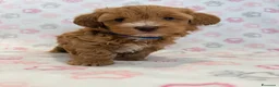 Maltipoo cani in vendita: Splendidi cuccioli di Maltipoo 💖 - Annuncio 4