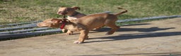 Pitbull cani in vendita: Cuccioli Pit Bull con Pedigree anche a rate - Annuncio 2