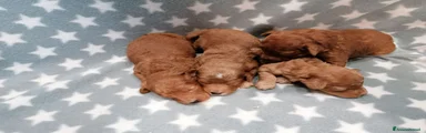 Barboncino Toy Cucciolo 4