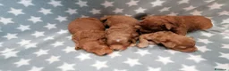 Barboncino Toy cani in vendita: Barbonicini Toy cuccioli - Annuncio 13