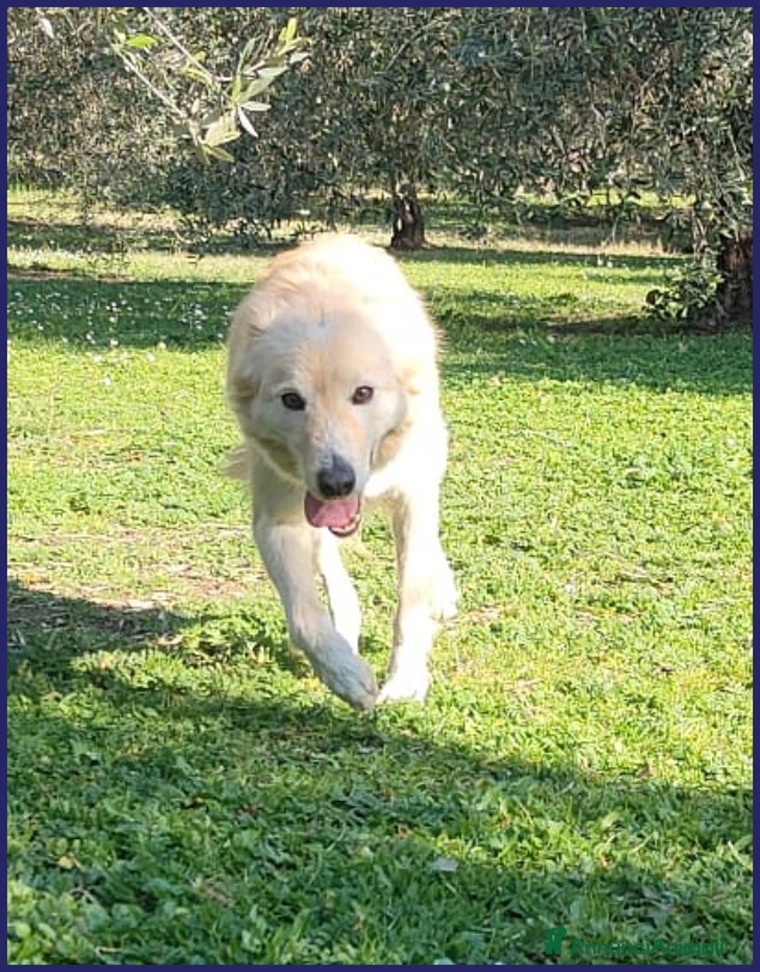 Altre razze cani in regalo: LUCKY COTONE un angelo che aspetta ancora - Annuncio 4