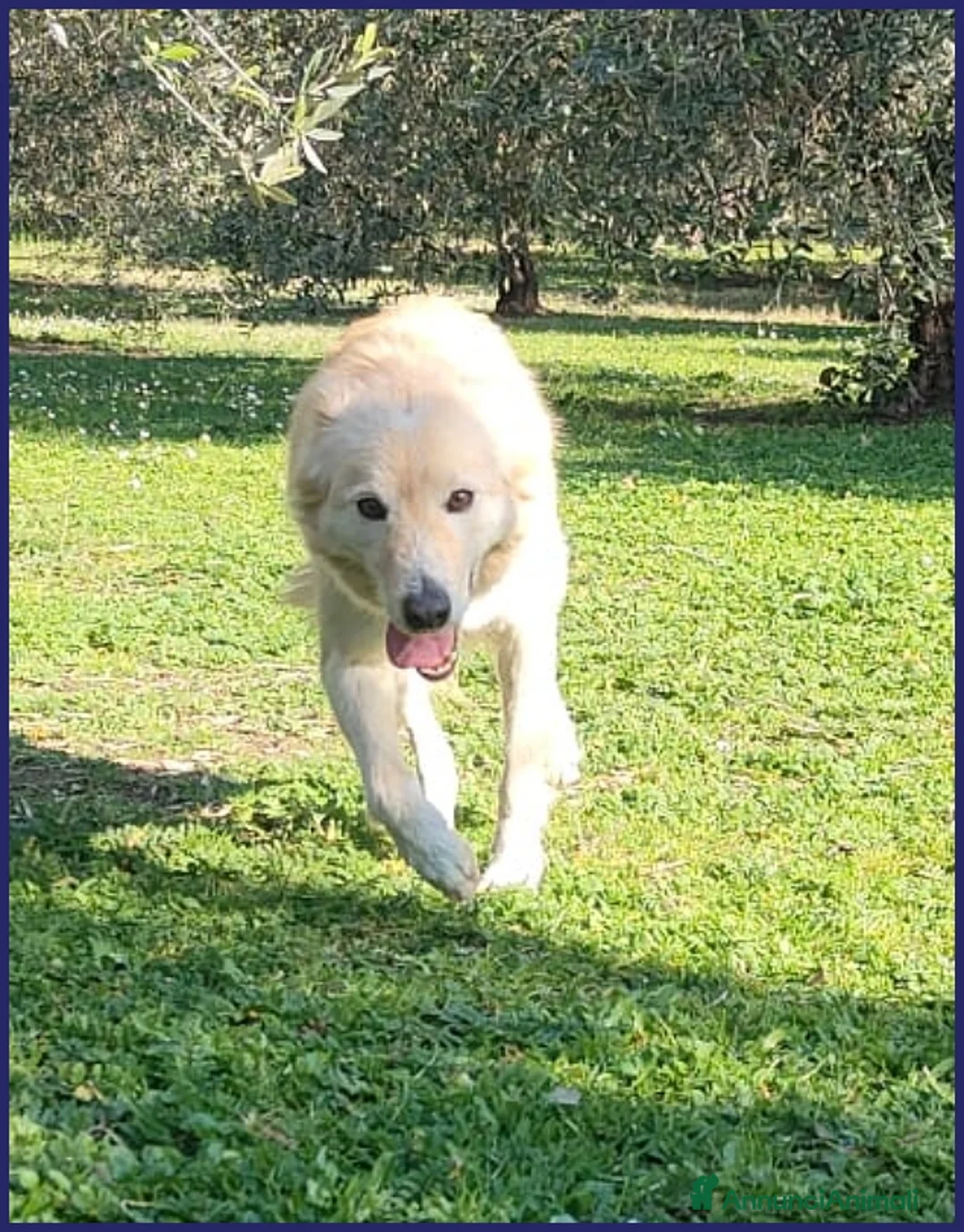 Altre razze cani in regalo: LUCKY COTONE un angelo che aspetta ancora - Annuncio 4