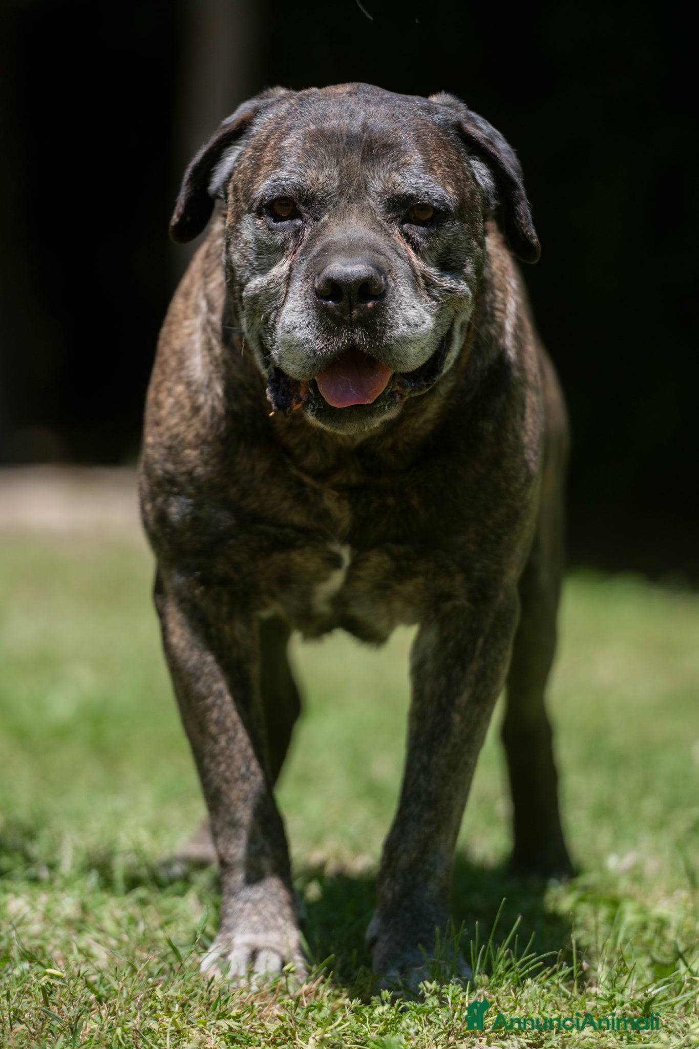 Cane Corso cani in regalo: MAMBO CERCA IL SUO MIRACOLO, ADOZIONE A DISTANZA - Annuncio 2