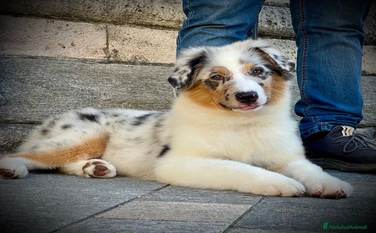 Australian Shepherd cani a Provincia di Varese - Annuncio 3