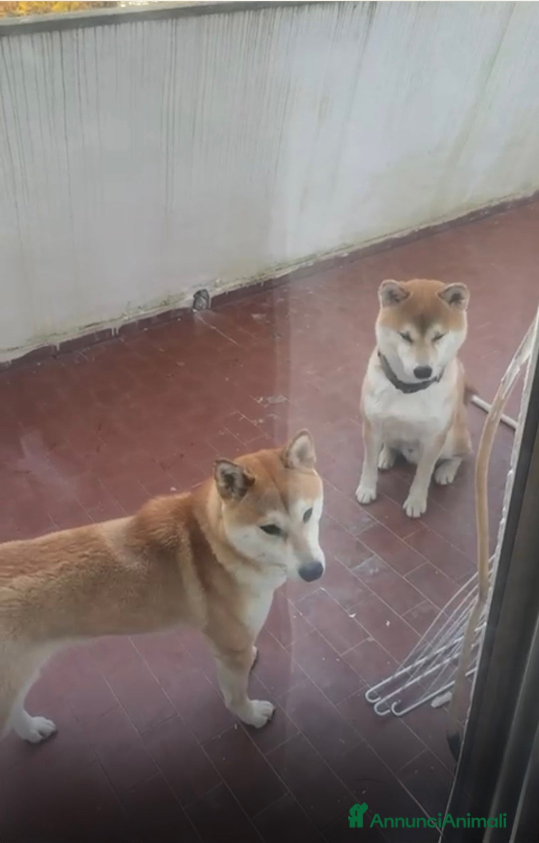 Shiba Inu cani in vendita: Cuccioli Sbiba Inu  - Immagine 5