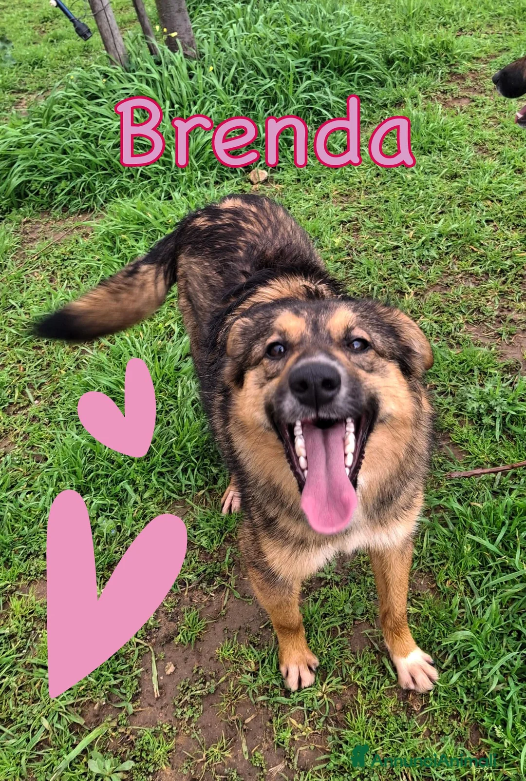 Meticcio cani in regalo: BRENDA 🩷 - taglia media, aspetta in canile 😢🙏🏻 - Annuncio 2