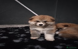Akita Inu cani in vendita: CUCCIOLI AKITA Lombardia prenotazioni disponibili a Province of Como - Immagine 5