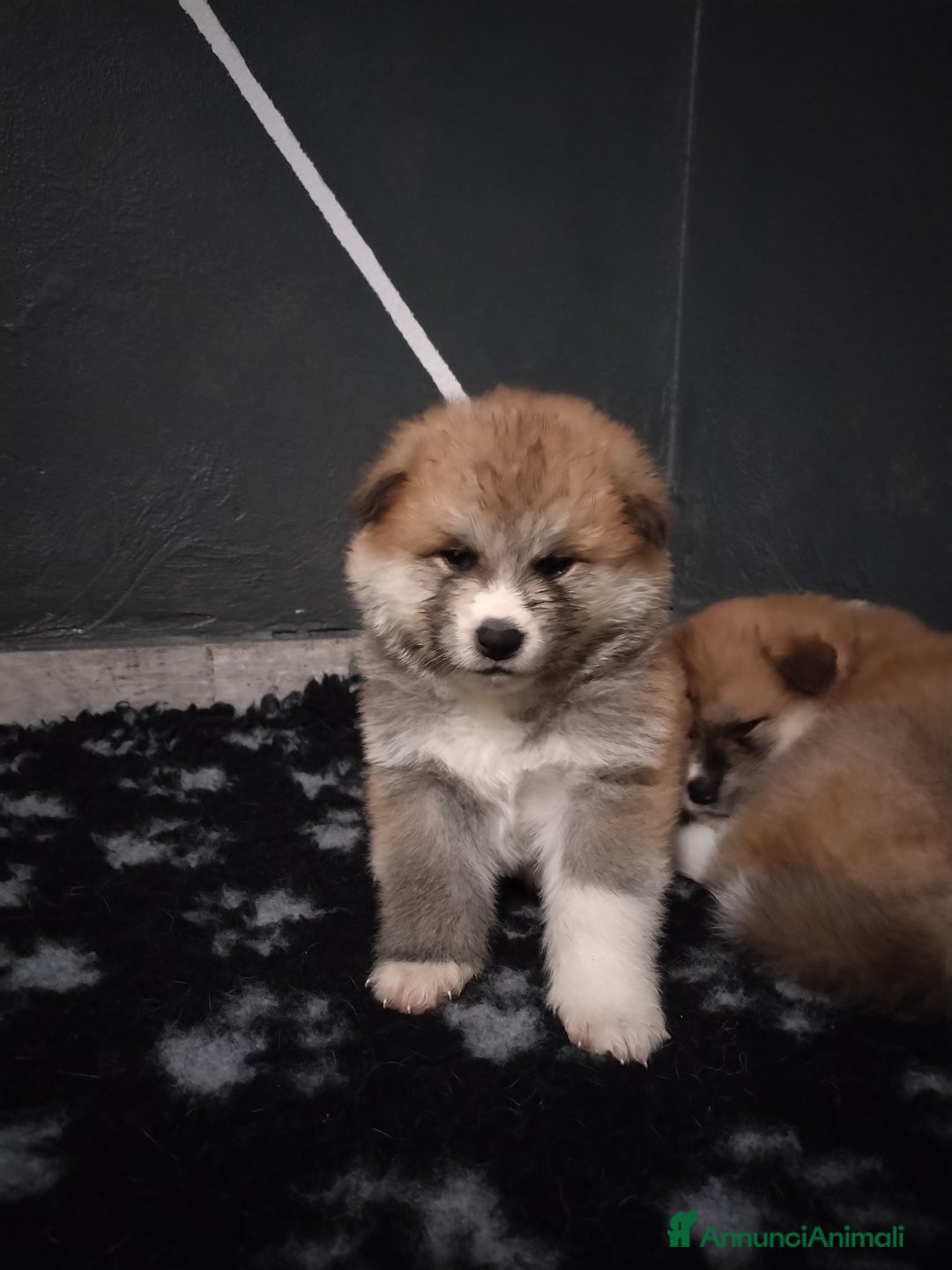 Akita Inu cani in vendita: CUCCIOLI AKITA Lombardia prenotazioni disponibili a Province of Como - Immagine 5