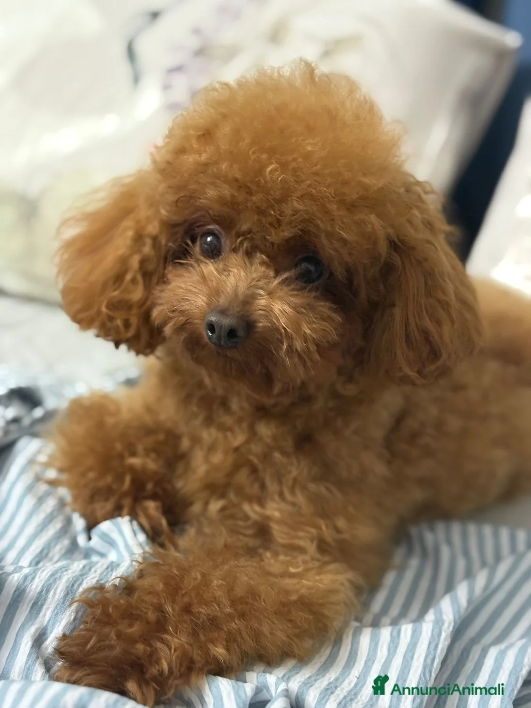 Maltipoo cani in vendita: maltipoo - Annuncio 2