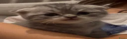 Scottish gatti in vendita: Schottish fold  - Annuncio 8